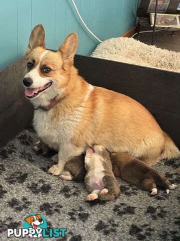 Gorgeous Pembroke Corgi Pups