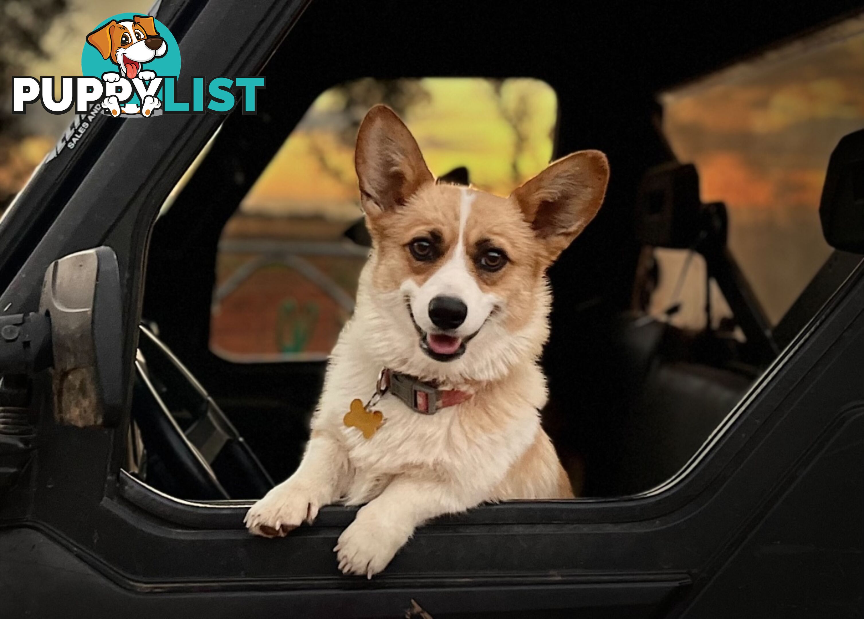 Gorgeous Pembroke Corgi Pups