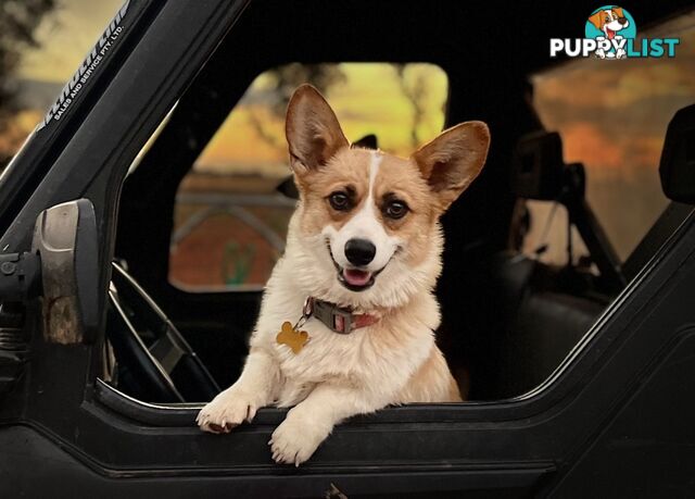 Gorgeous Pembroke Corgi Pups