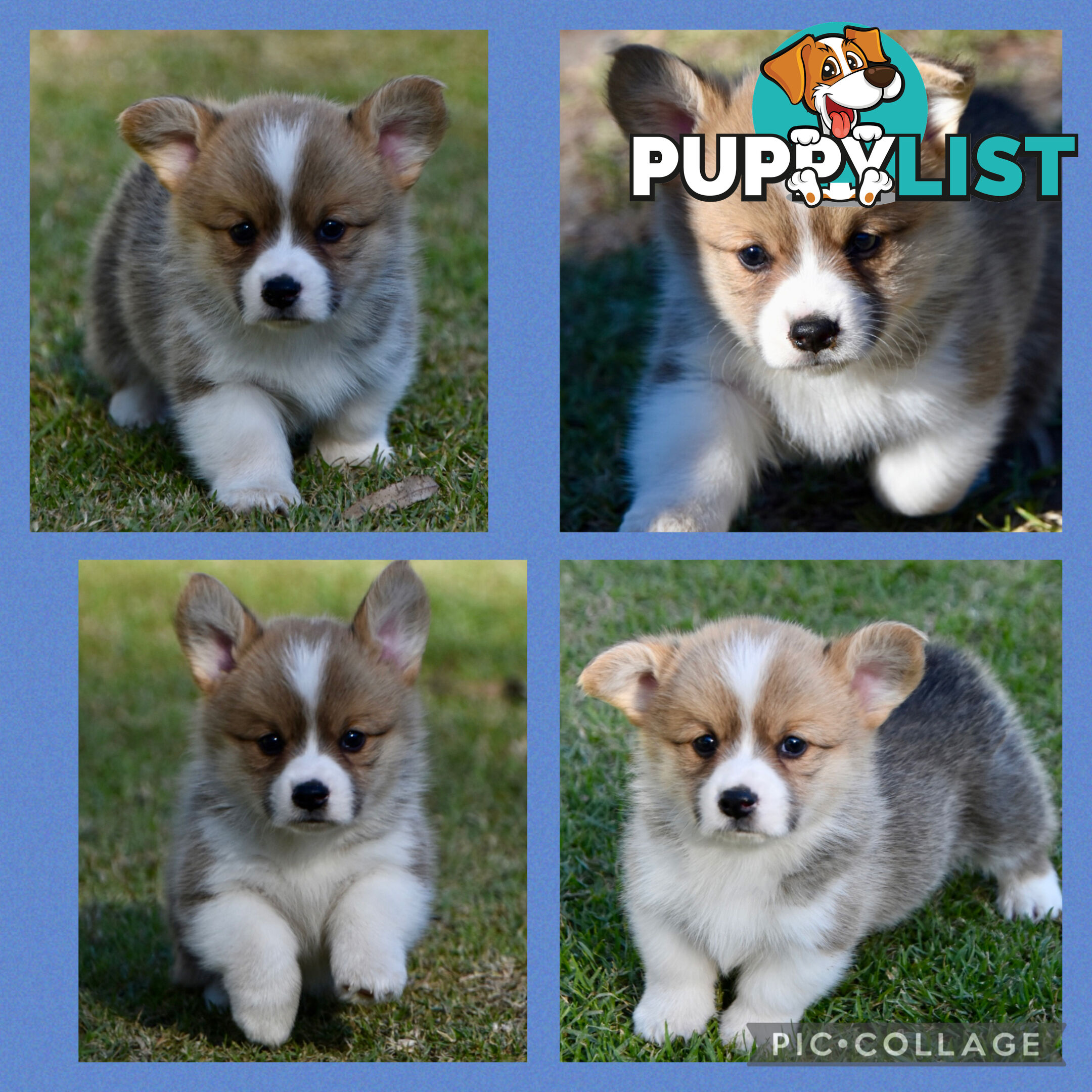 Gorgeous Pembroke Corgi Pups