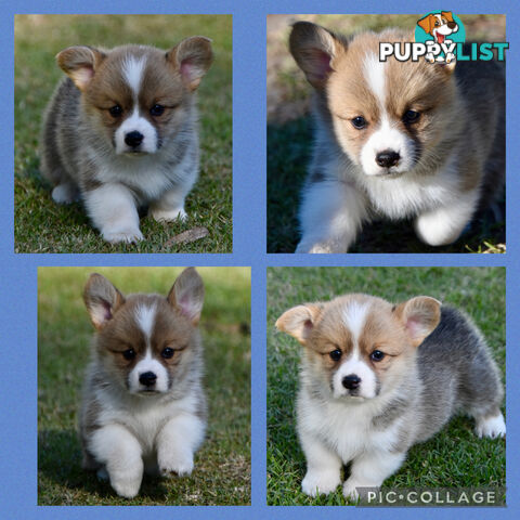 Gorgeous Pembroke Corgi Pups