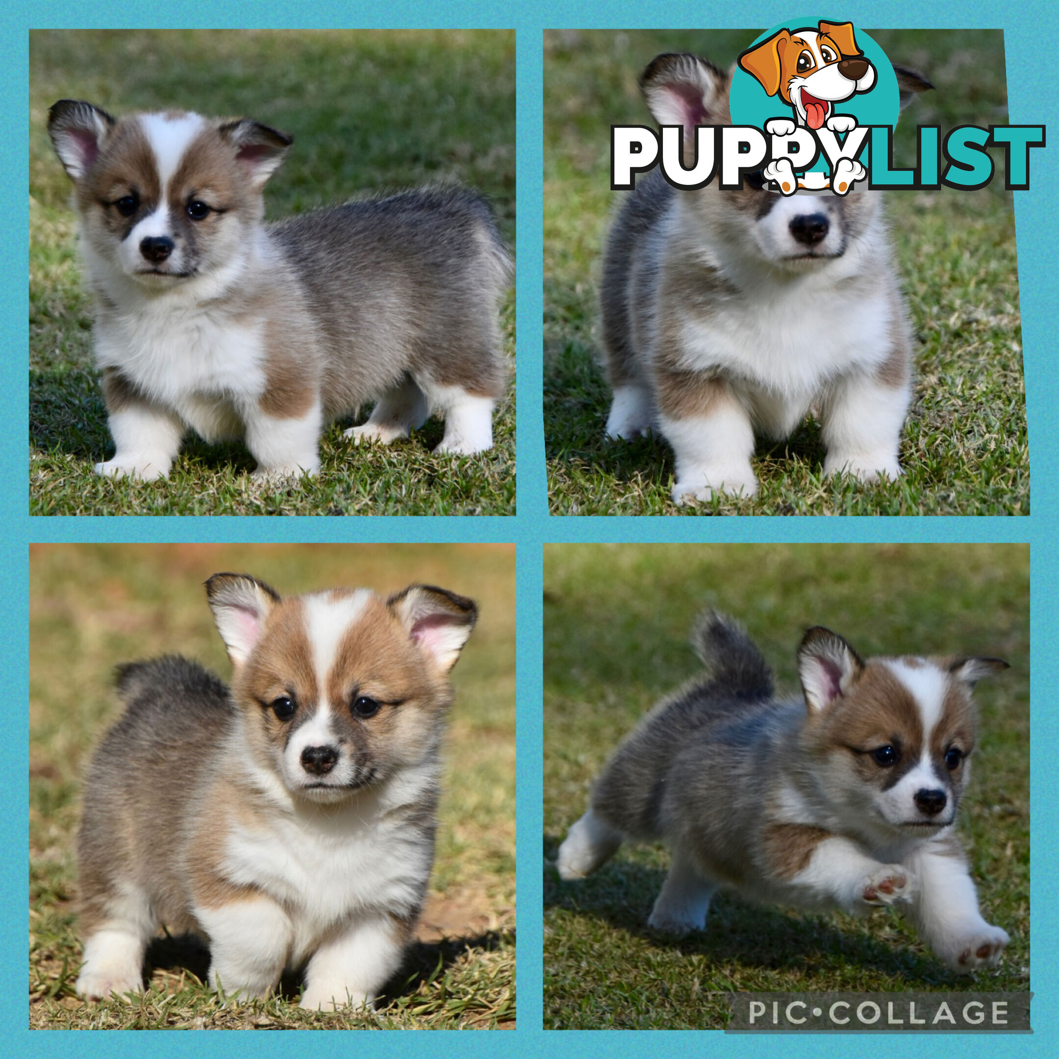Gorgeous Pembroke Corgi Pups