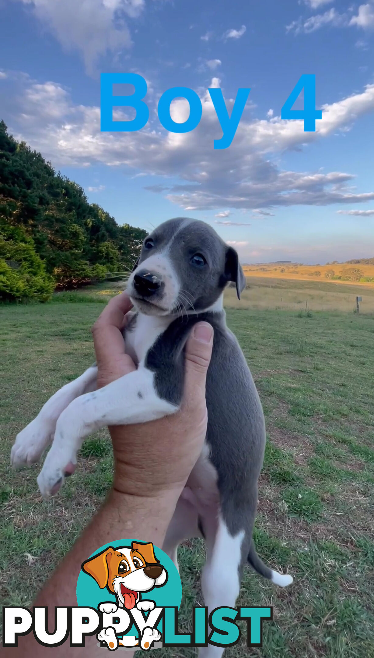 Pure Whippets