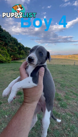 Pure Whippets