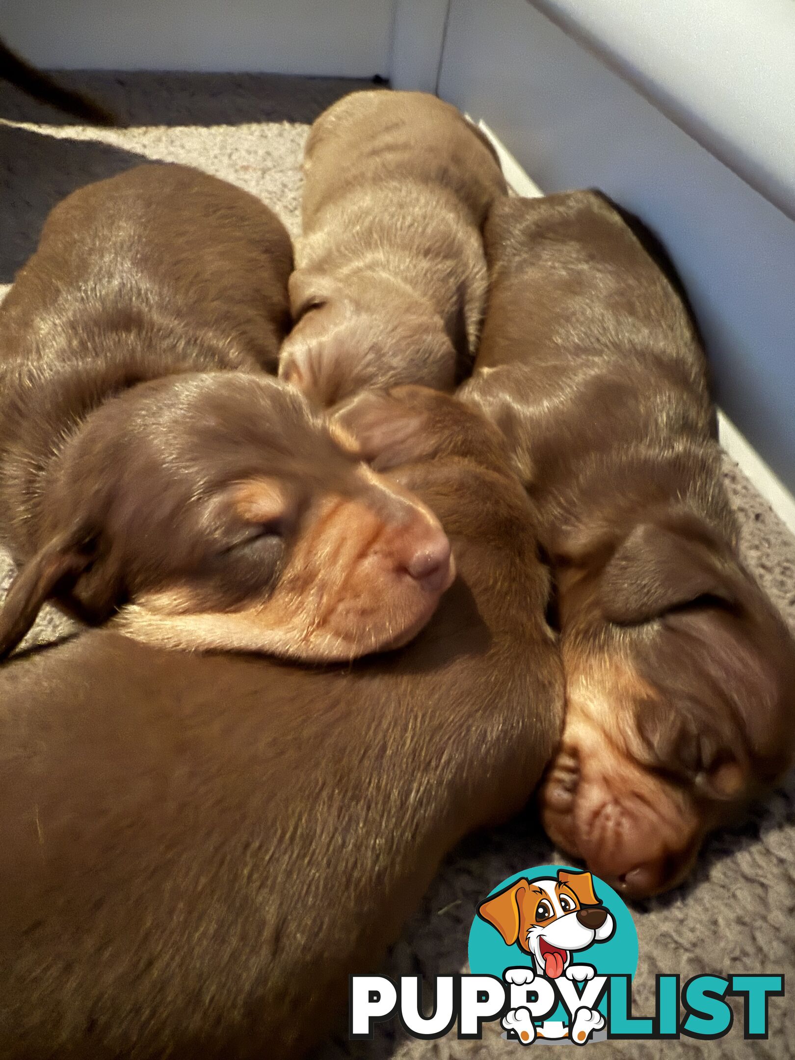 Miniature Short Hair Dachshunds