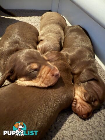 Miniature Short Hair Dachshunds