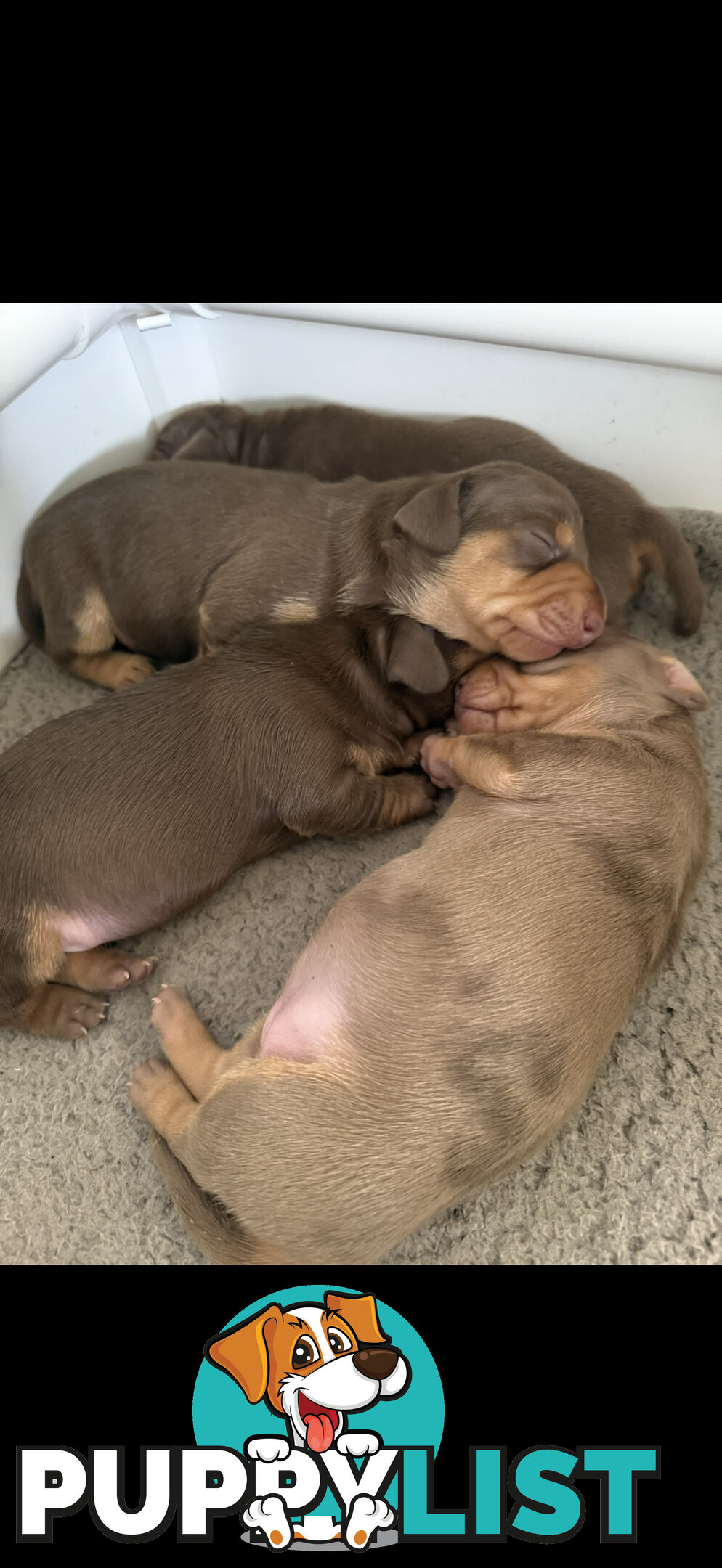 Miniature Short Hair Dachshunds