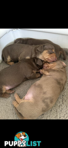 Miniature Short Hair Dachshunds