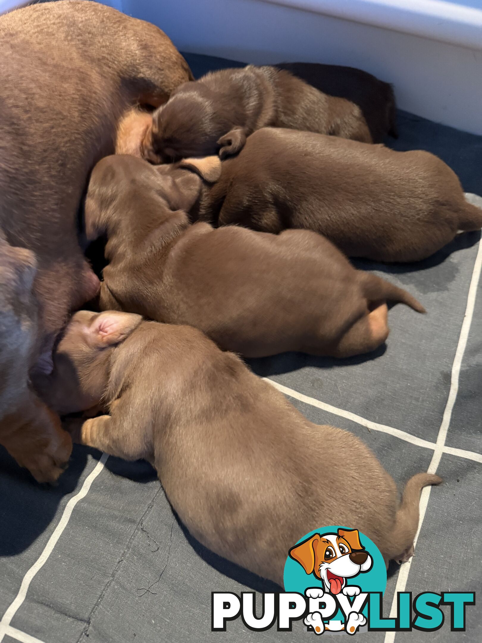 Miniature Short Hair Dachshunds