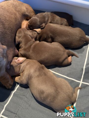 Miniature Short Hair Dachshunds