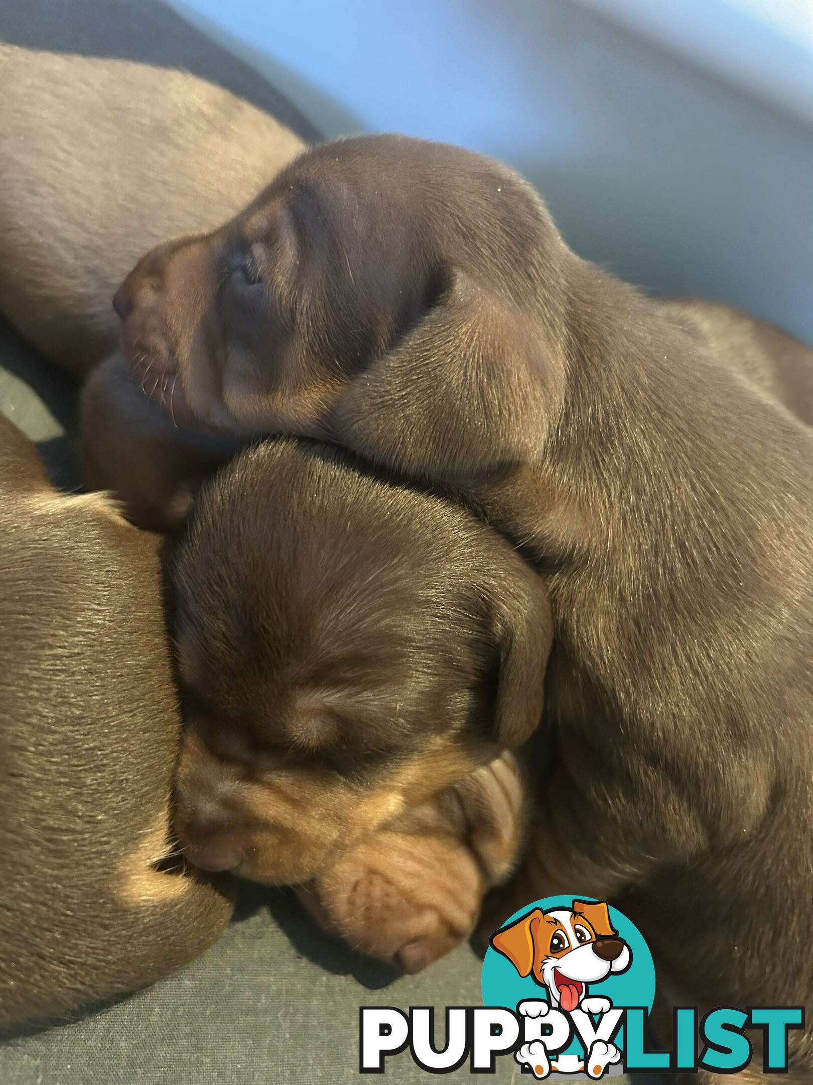 Miniature Short Hair Dachshunds