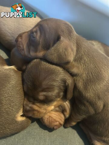 Miniature Short Hair Dachshunds