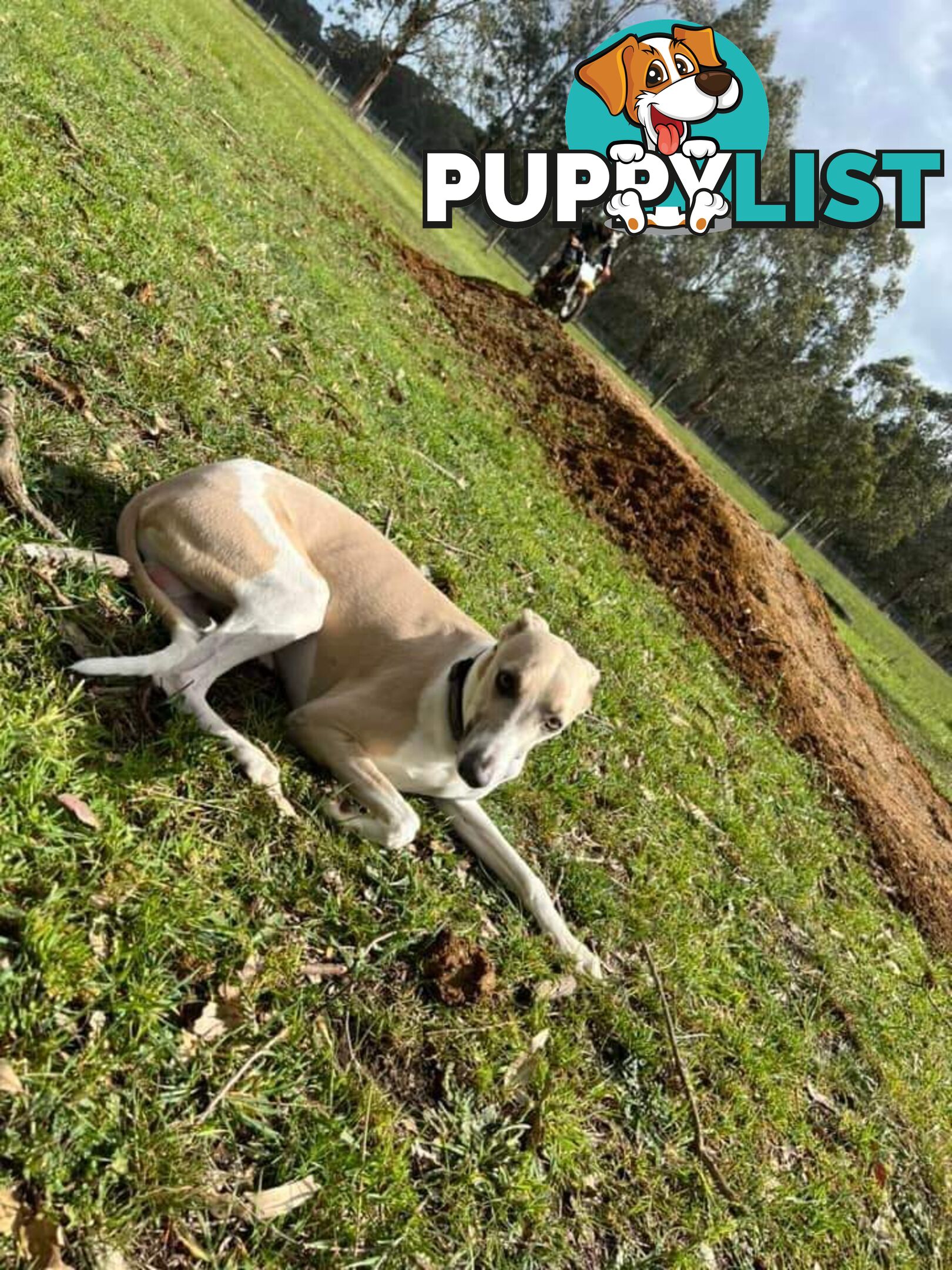 Whippet Puppies Blue and White