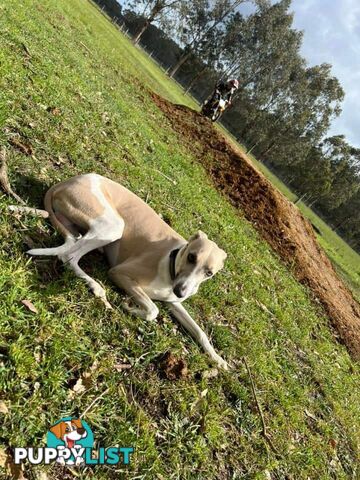 Whippet Puppies Blue and White