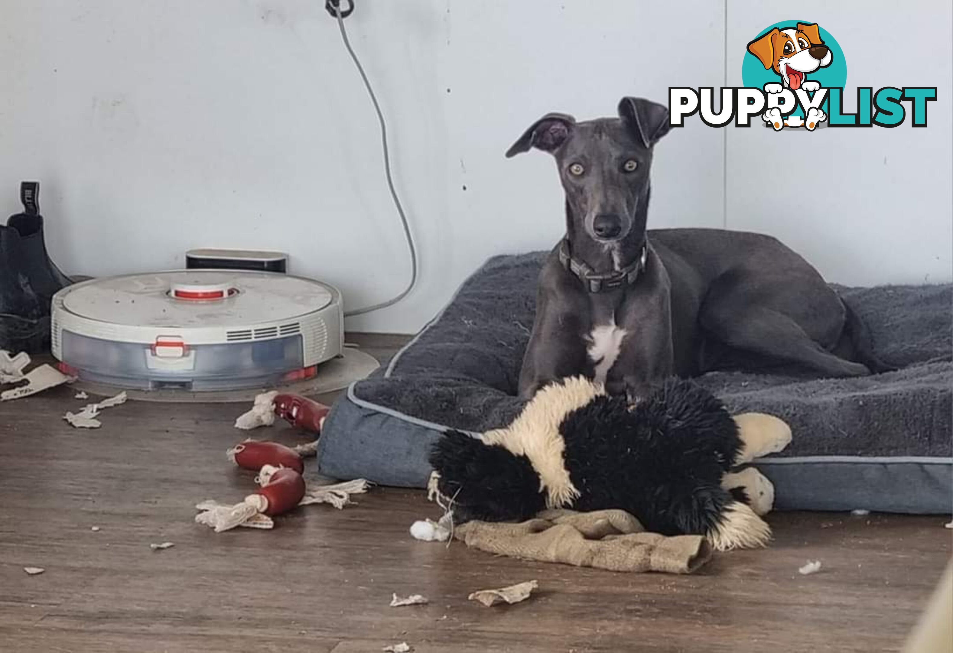 Whippet Puppies Blue and White