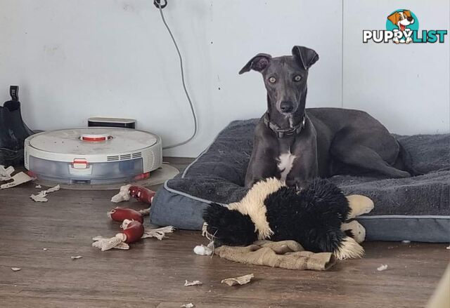 Whippet Puppies Blue and White