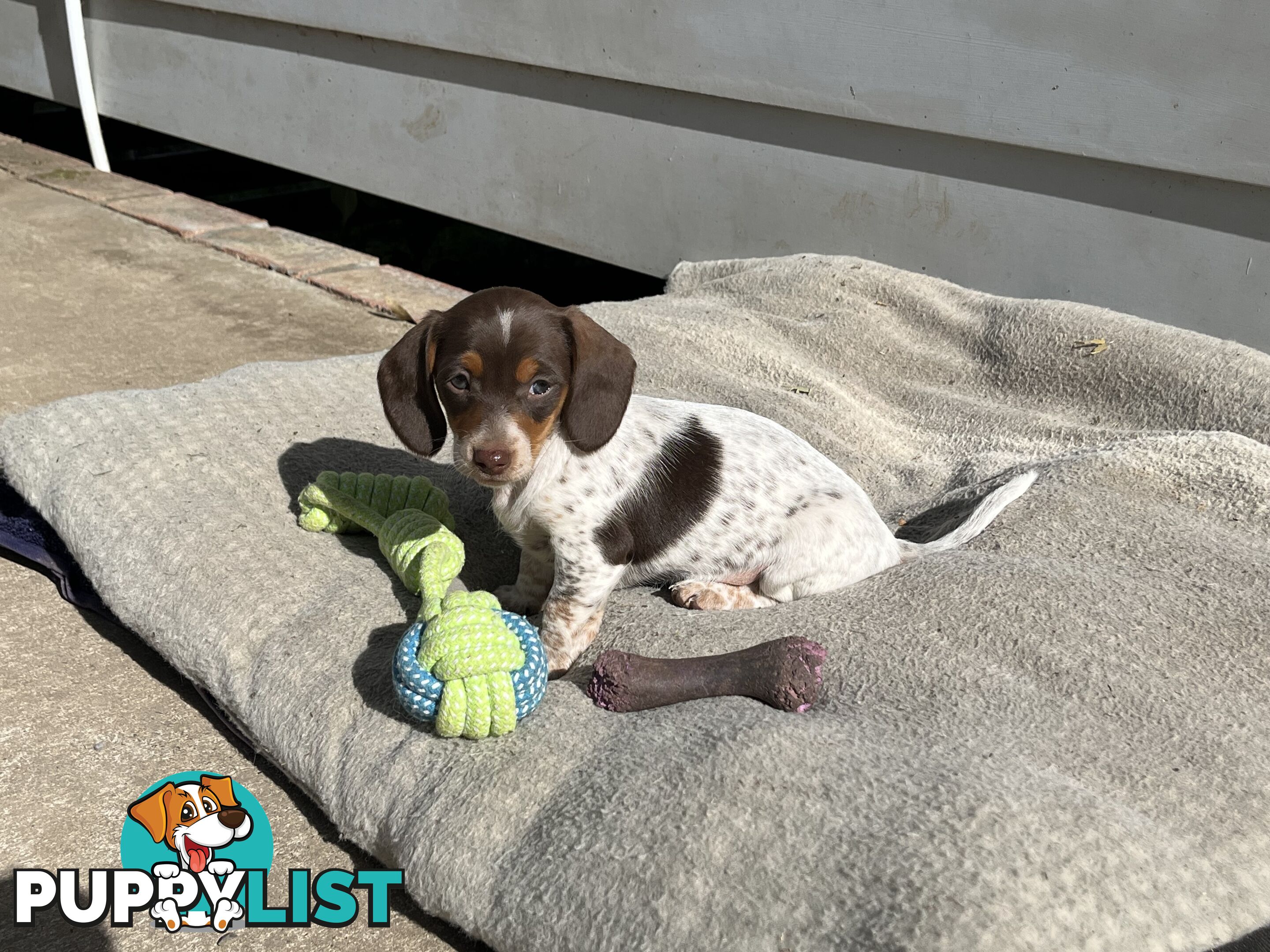Gorgeous Mini Dachshund Pups