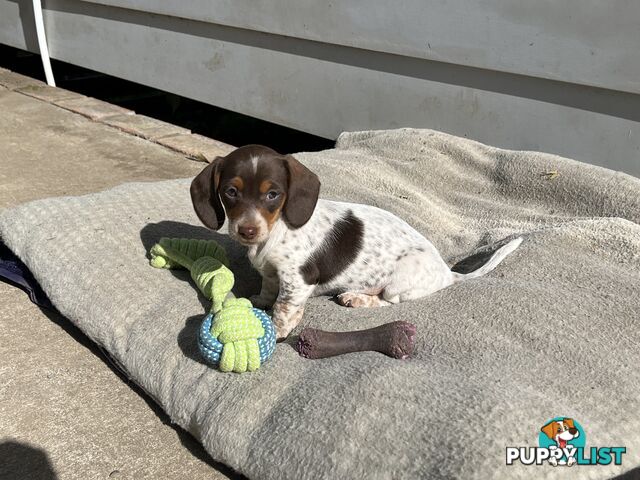 Gorgeous Mini Dachshund Pups