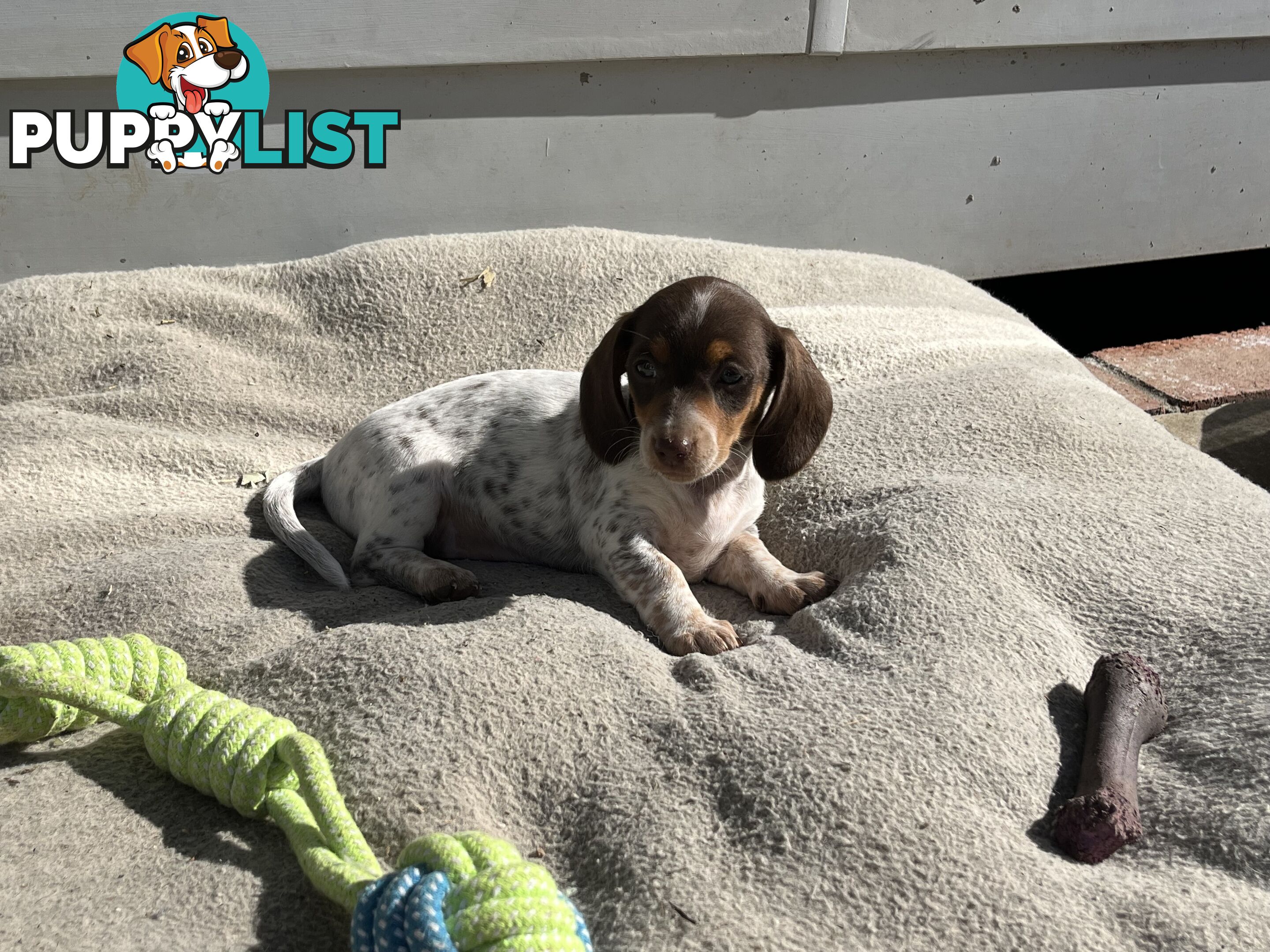 Gorgeous Mini Dachshund Pups