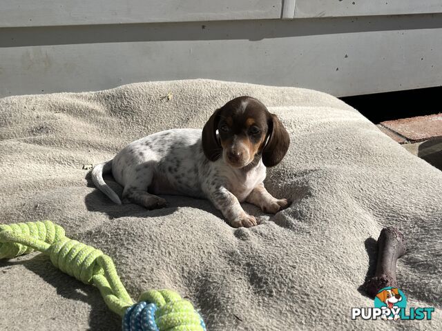 Gorgeous Mini Dachshund Pups