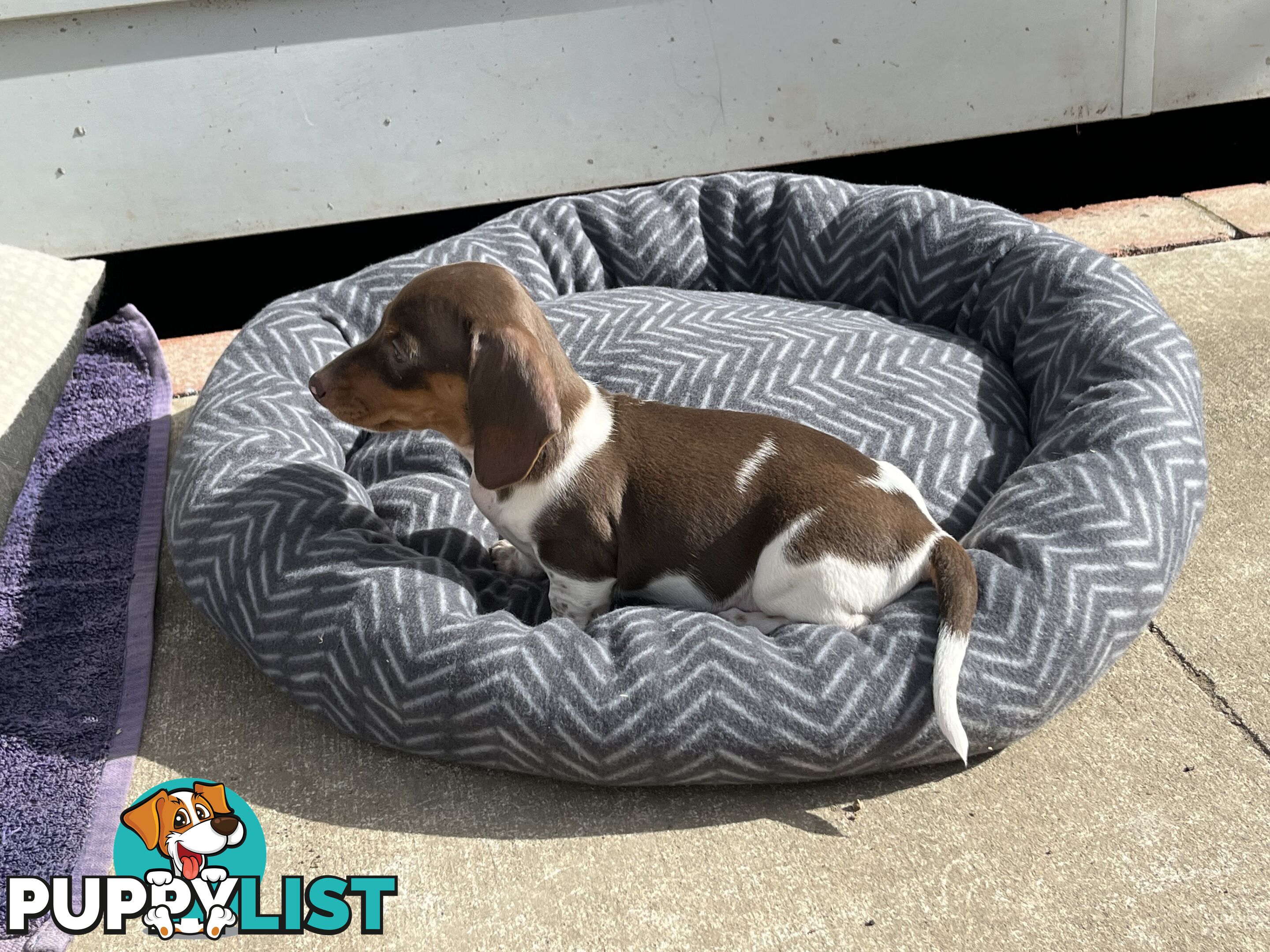 Gorgeous Mini Dachshund Pups