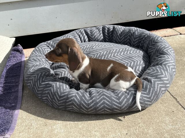 Gorgeous Mini Dachshund Pups