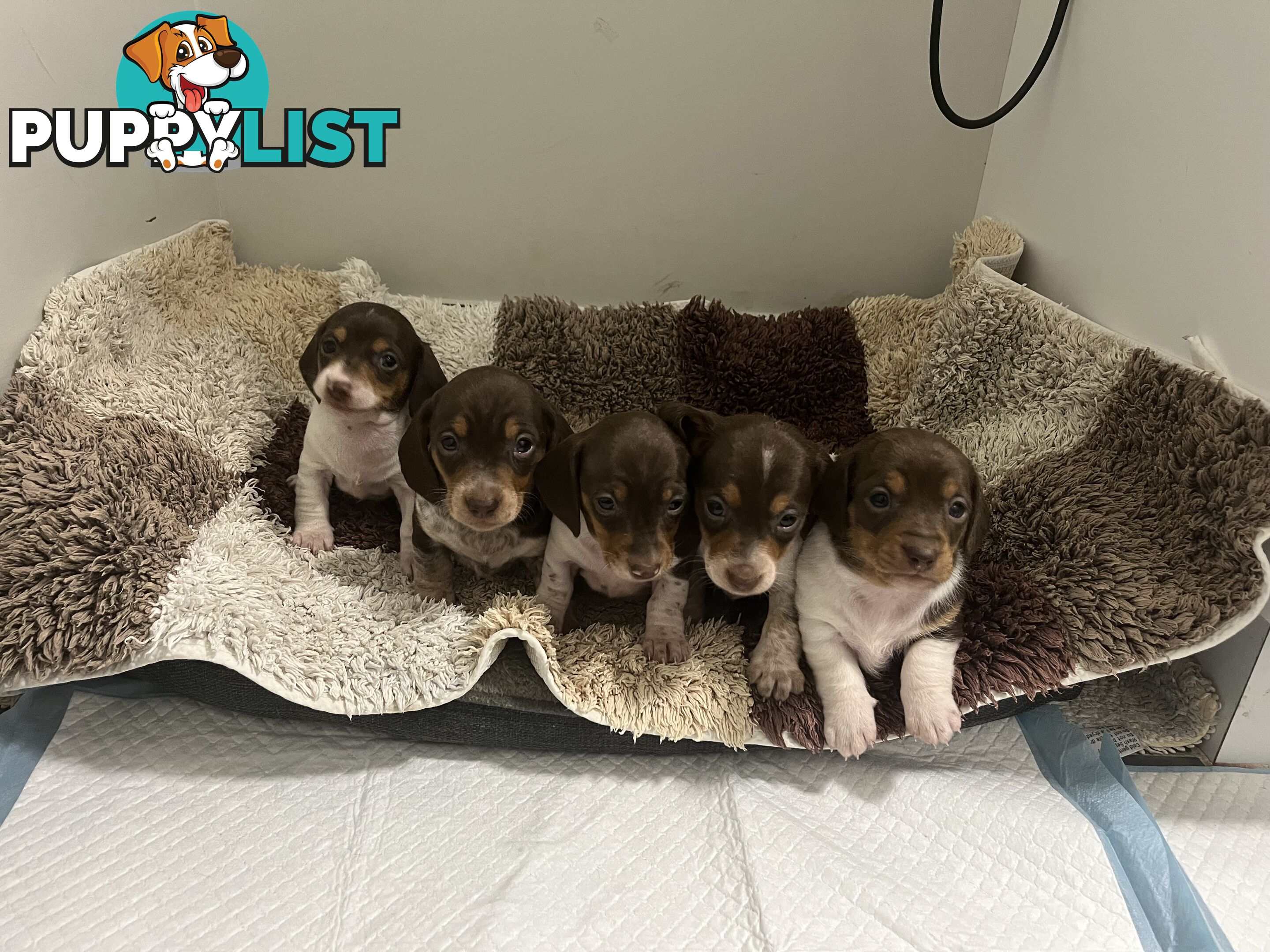 Gorgeous Mini Dachshund Pups