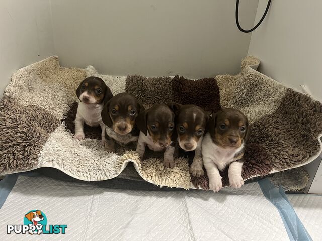 Gorgeous Mini Dachshund Pups