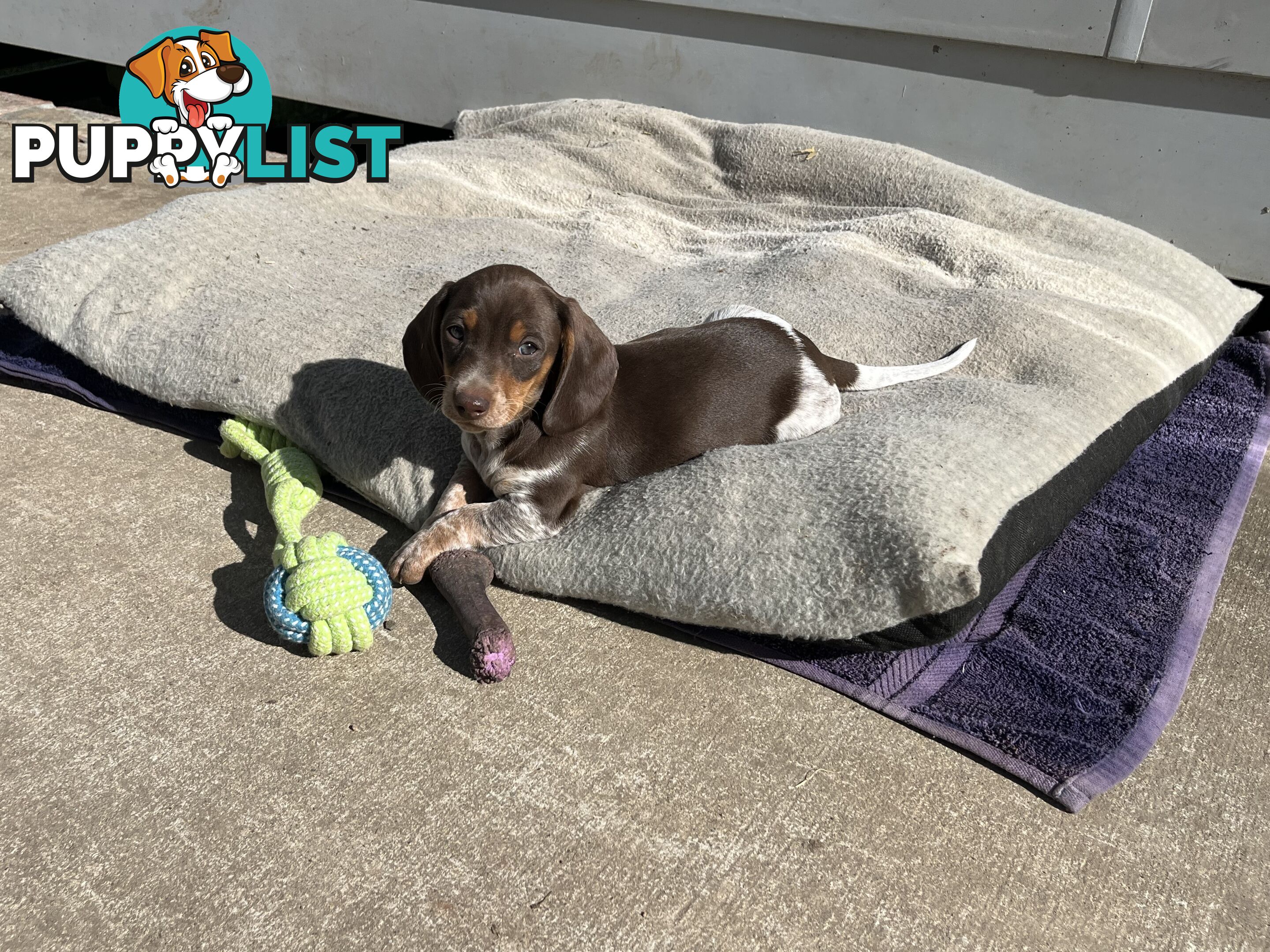 Gorgeous Mini Dachshund Pups