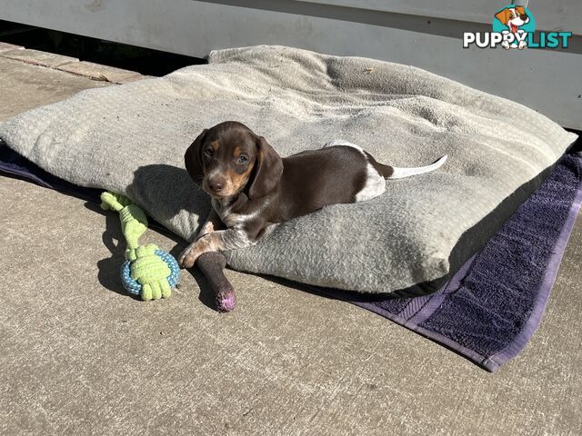 Gorgeous Mini Dachshund Pups