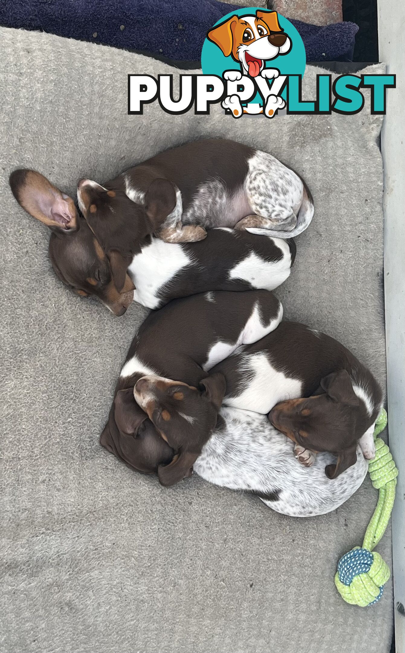Gorgeous Mini Dachshund Pups