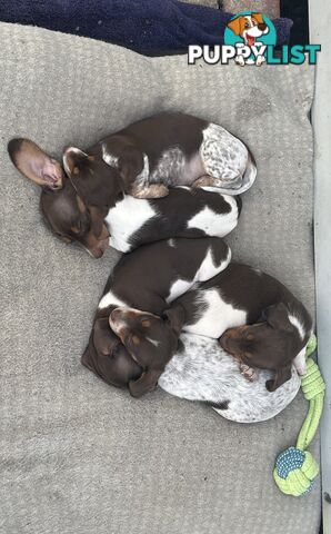 Gorgeous Mini Dachshund Pups