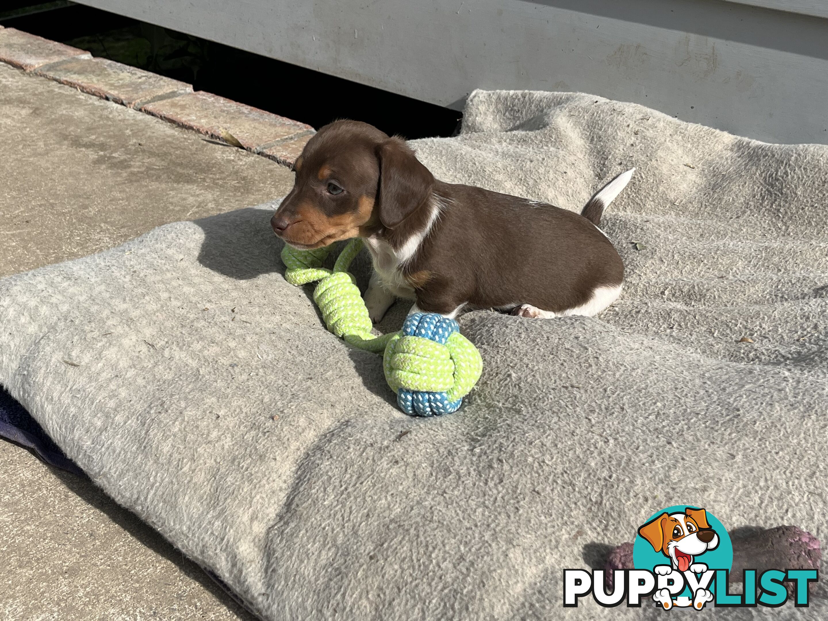 Gorgeous Mini Dachshund Pups