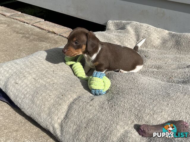 Gorgeous Mini Dachshund Pups