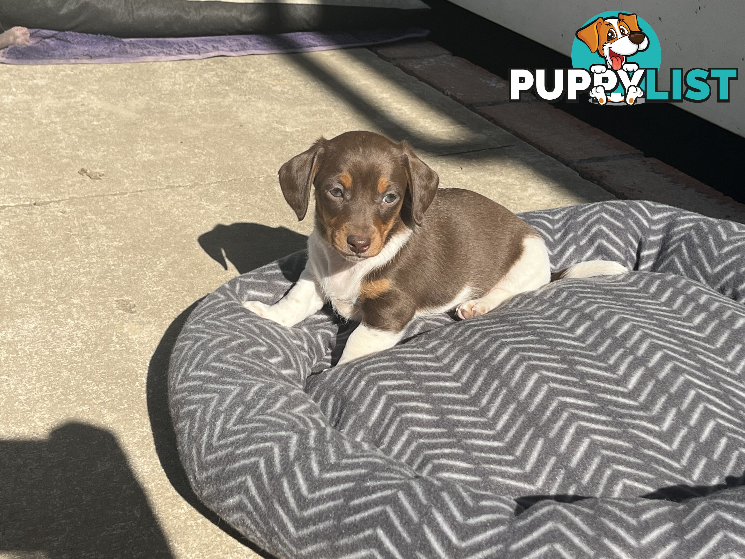 Gorgeous Mini Dachshund Pups