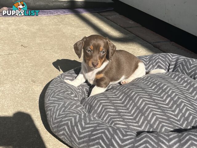 Gorgeous Mini Dachshund Pups