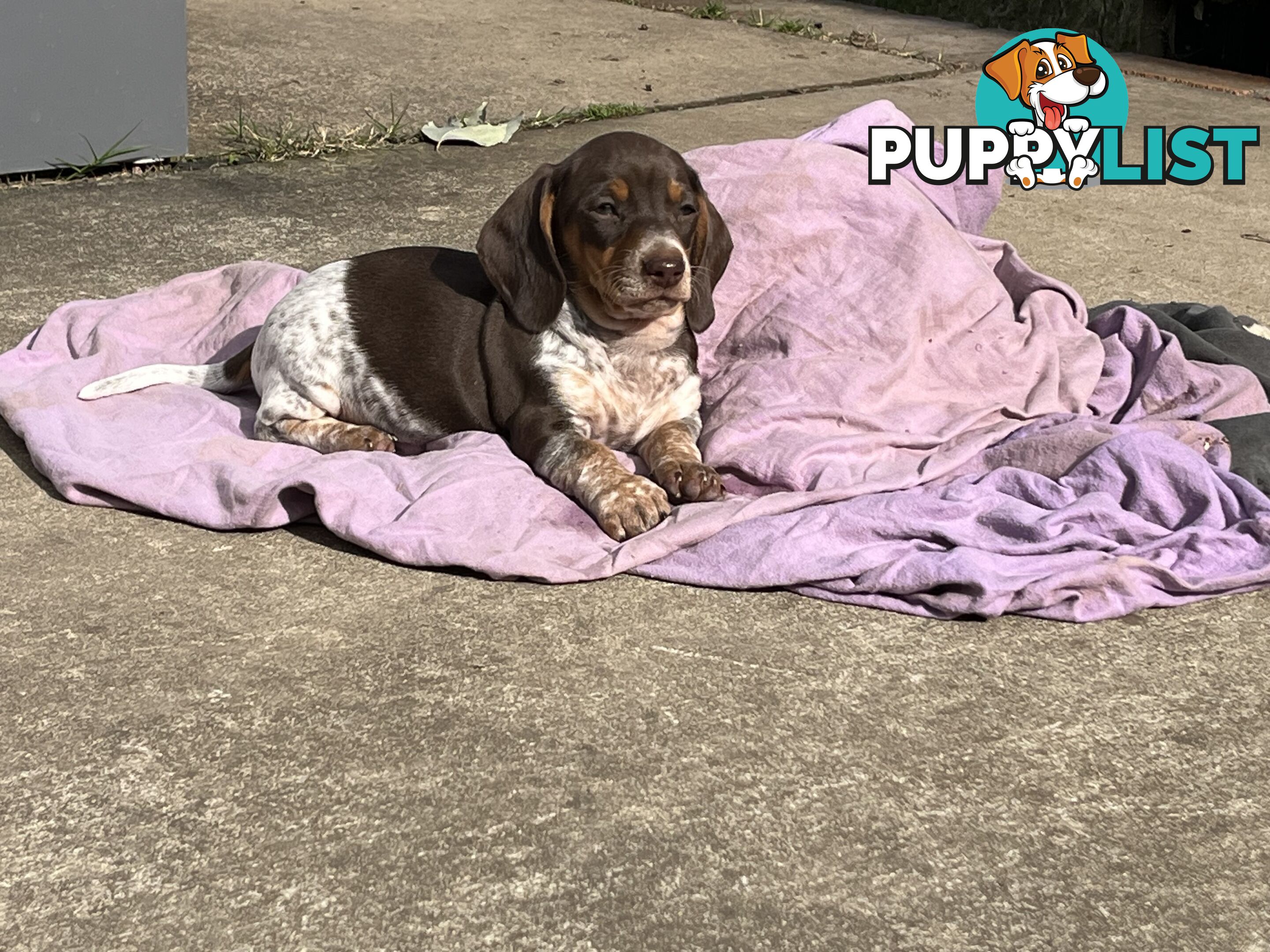 Gorgeous Mini Dachshund Pups