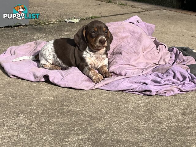 Gorgeous Mini Dachshund Pups