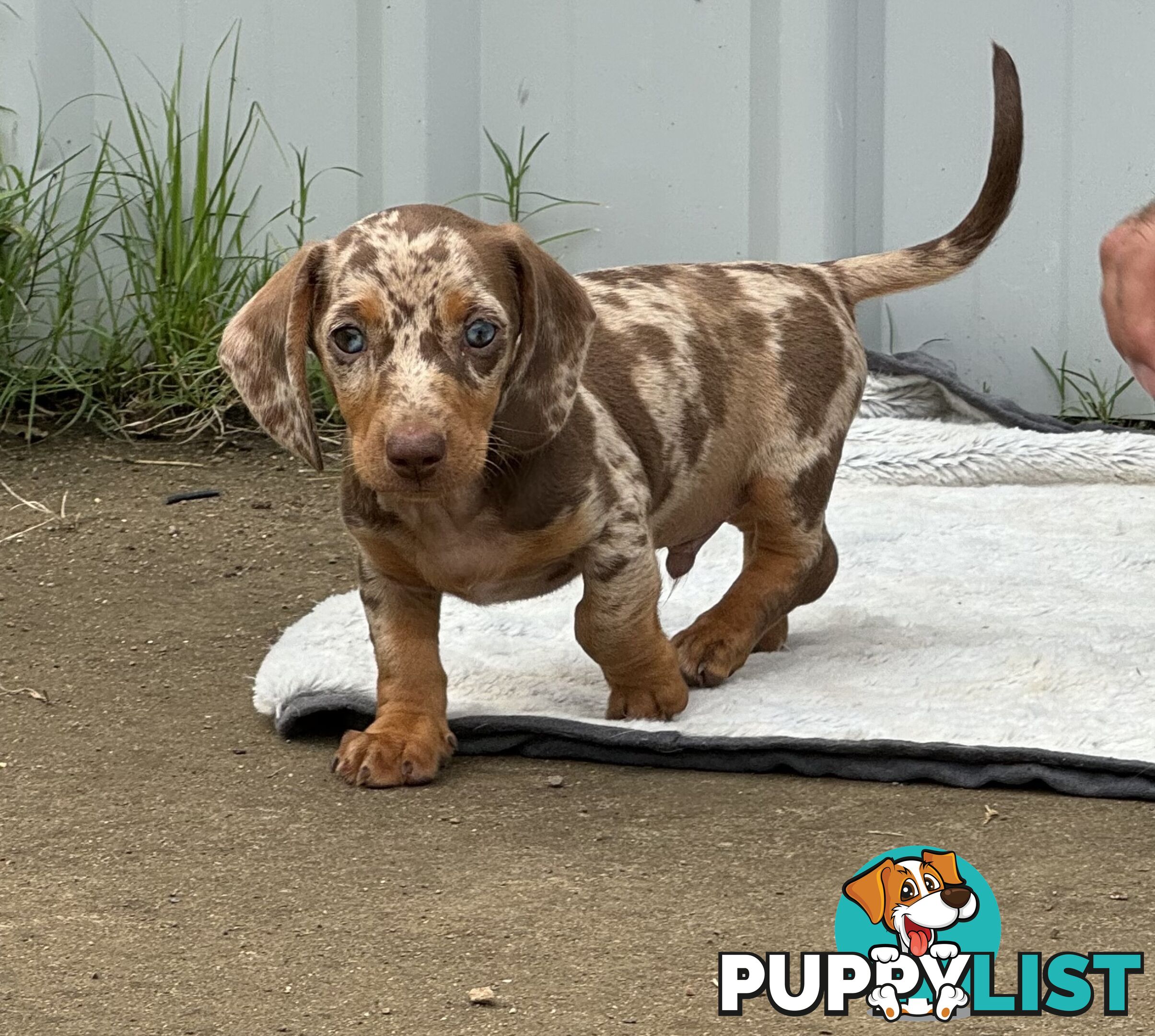 Gorgeous Mini Dachshund Pups