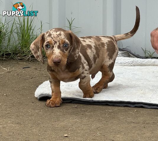 Gorgeous Mini Dachshund Pups