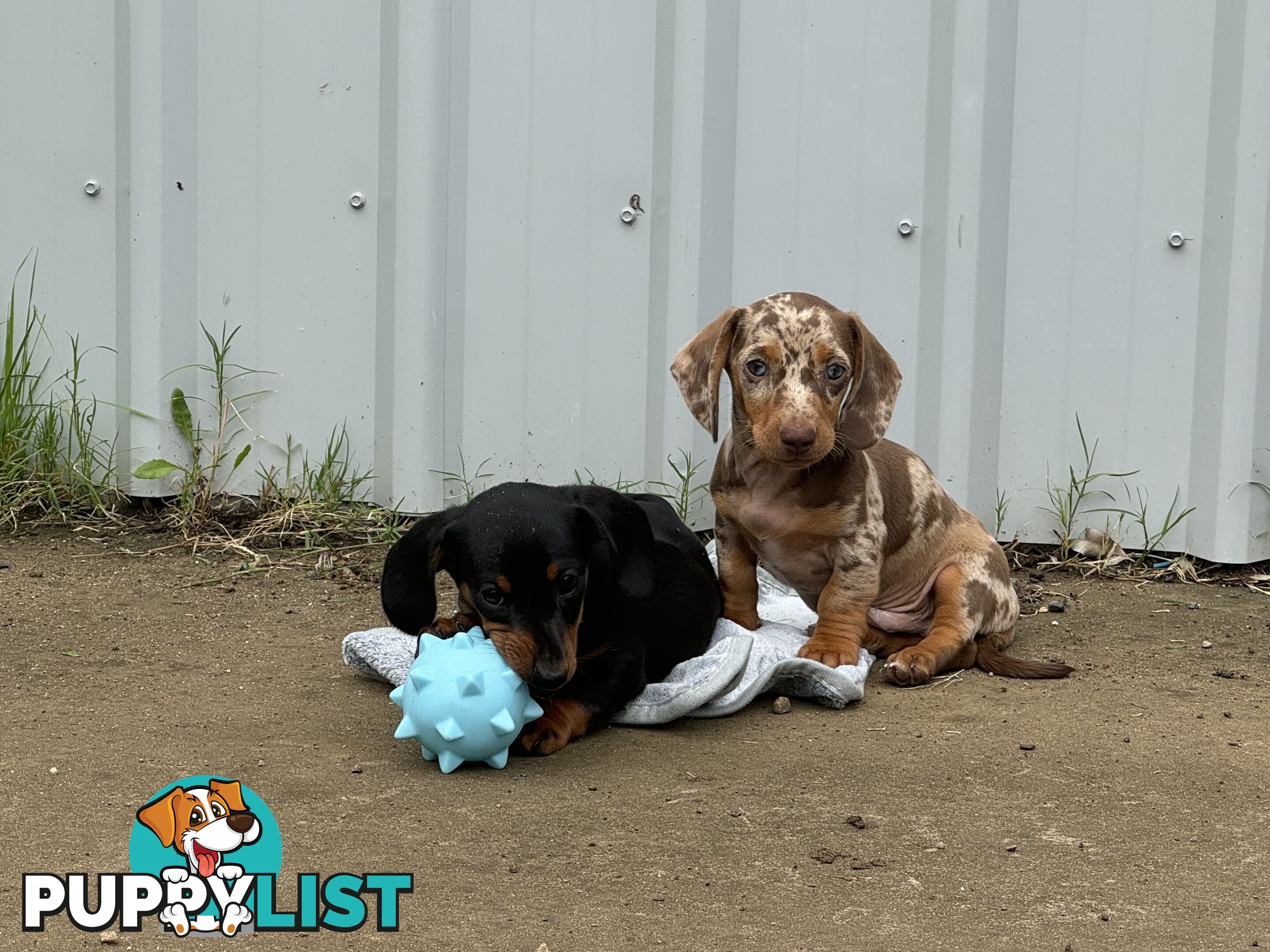 Gorgeous Mini Dachshund Pups