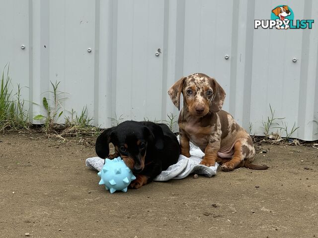 Gorgeous Mini Dachshund Pups