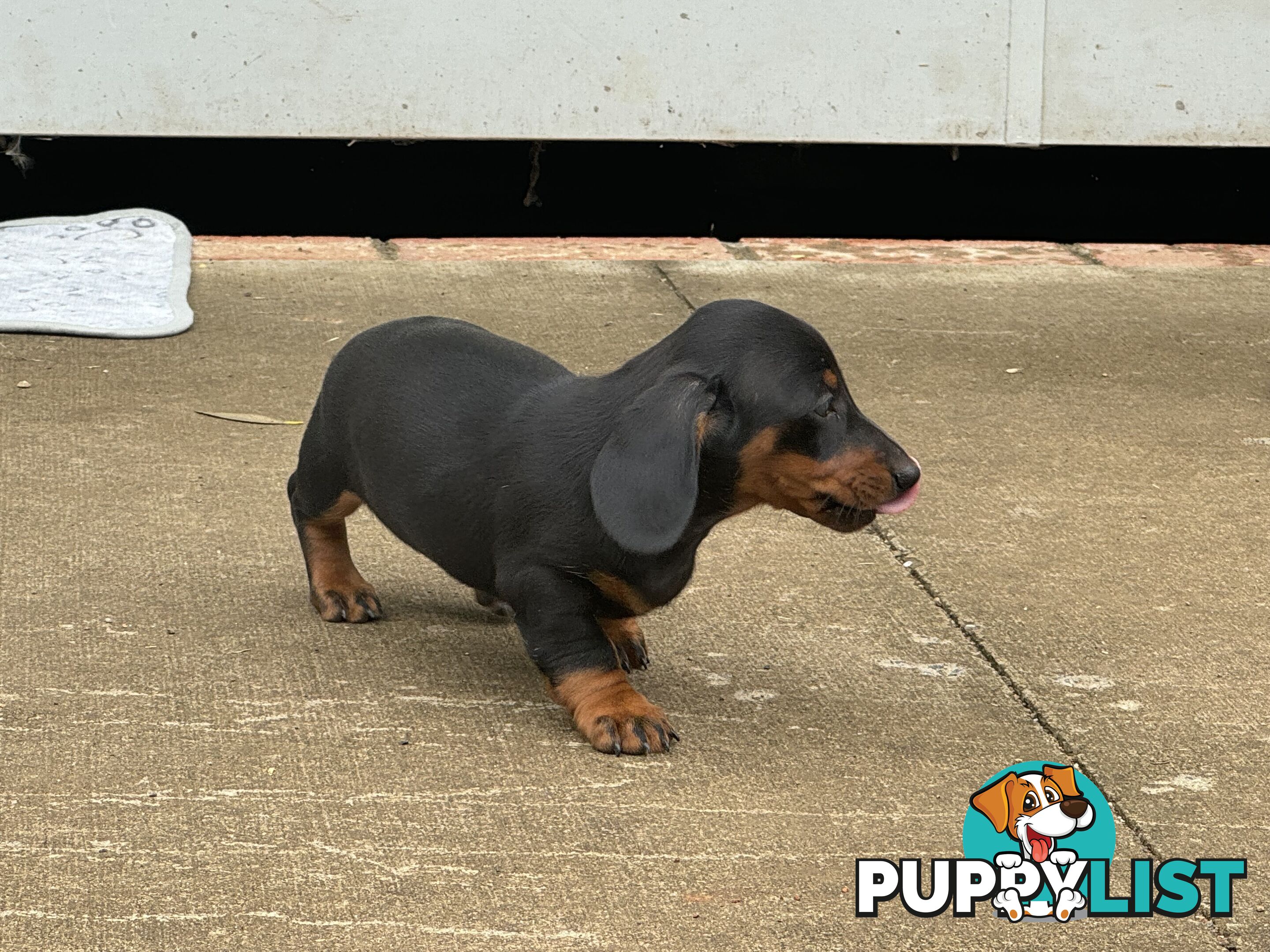 Gorgeous Mini Dachshund Pups