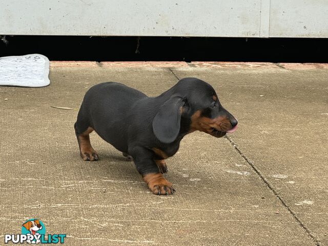 Gorgeous Mini Dachshund Pups