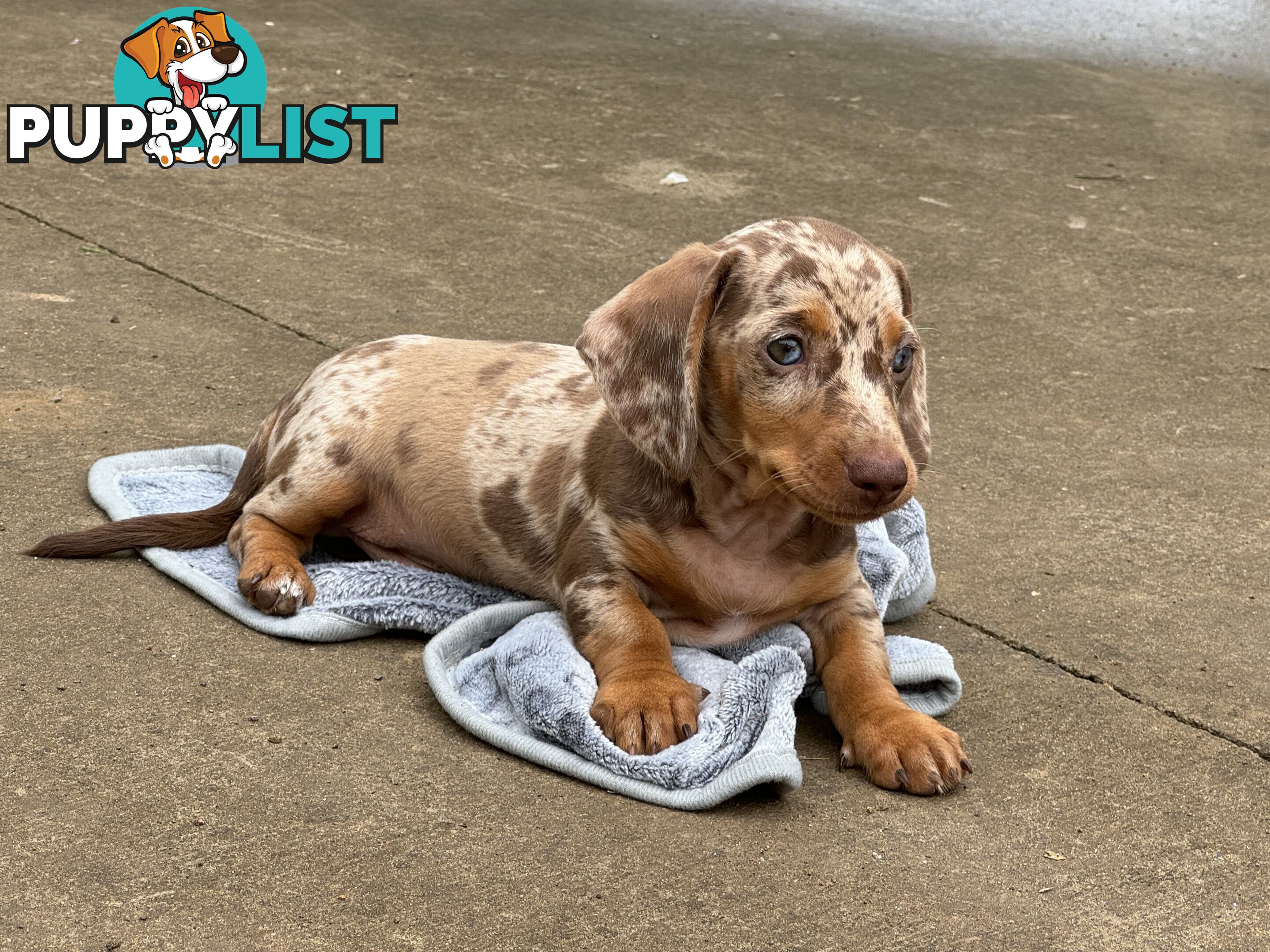 Gorgeous Mini Dachshund Pups