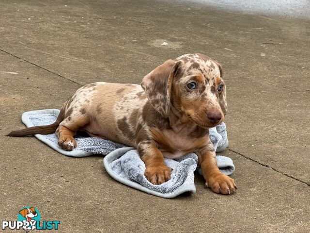 Gorgeous Mini Dachshund Pups