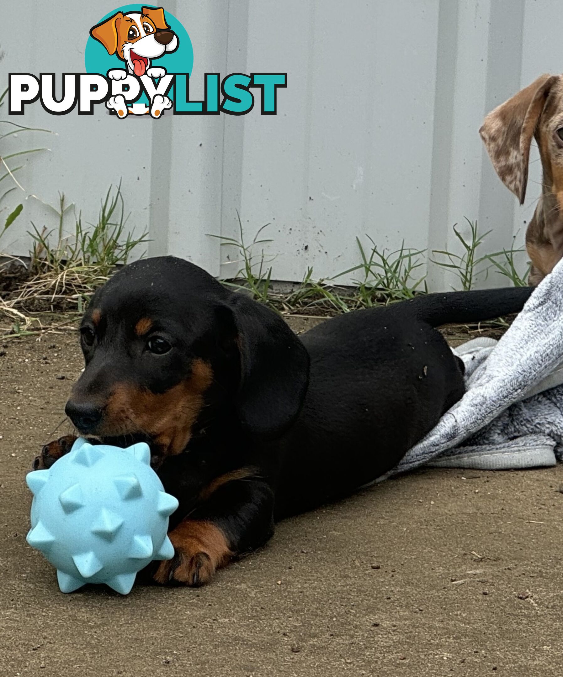 Gorgeous Mini Dachshund Pups