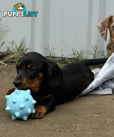 Gorgeous Mini Dachshund Pups