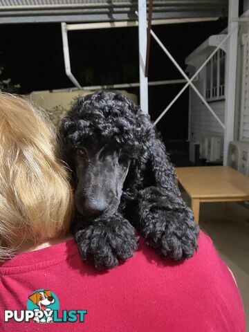 STANDARD POODLE PUREBRED PUPS  all sold