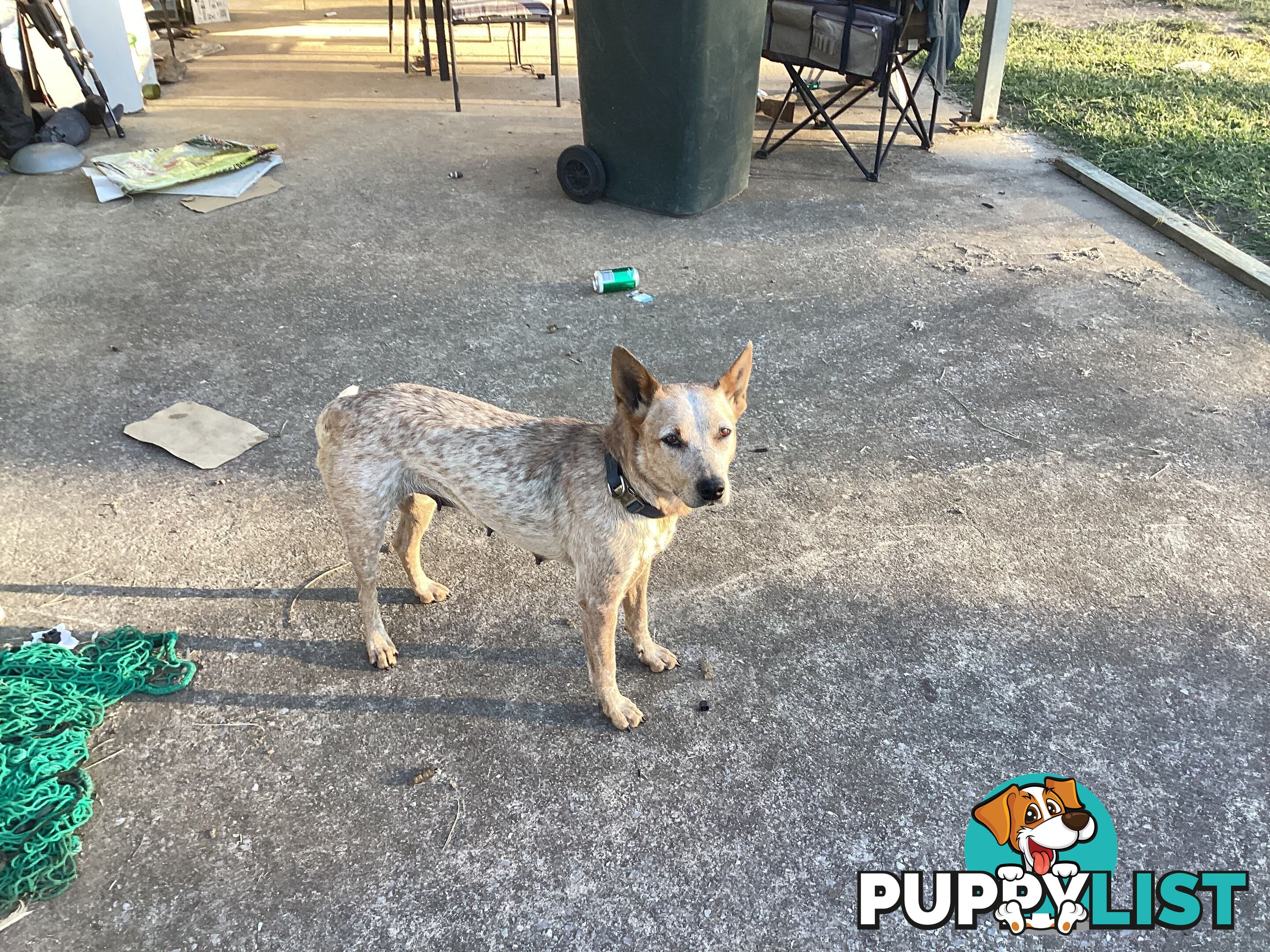 Cattle dog pups